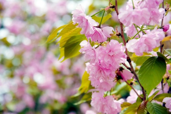 司園春景盛，奮進正當(dāng)時