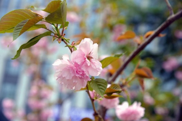 司園春景盛，奮進正當(dāng)時