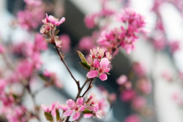 司園春景盛，奮進正當(dāng)時