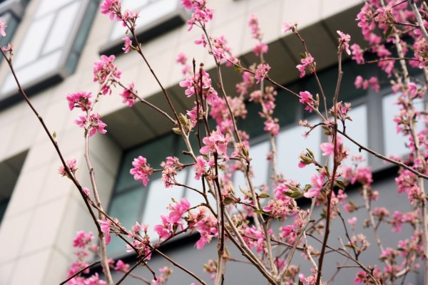 司園春景盛，奮進正當(dāng)時