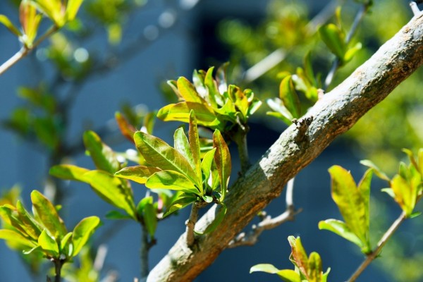 司園春景盛，奮進正當(dāng)時